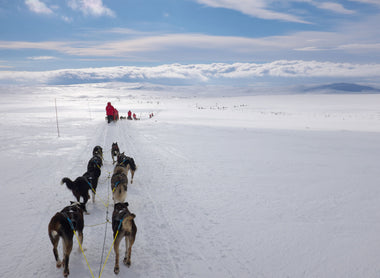 The Lapland Husky Trail