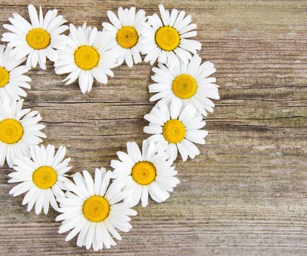 Heart made from daisies