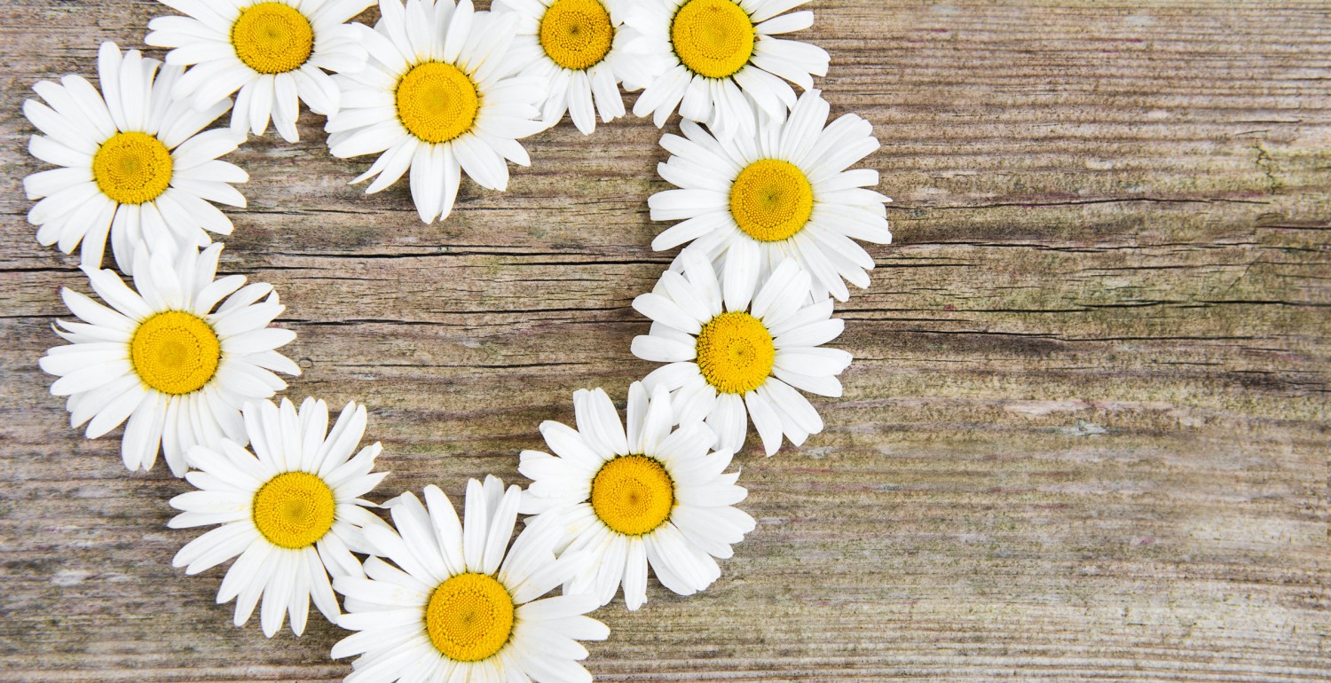 Heart made from daisies